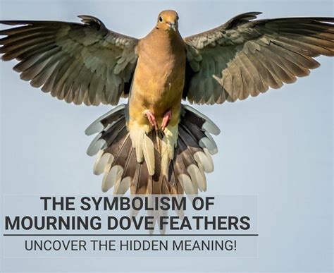 Mourning Dove Feather Meaning: Symbolism & Spiritual Significance