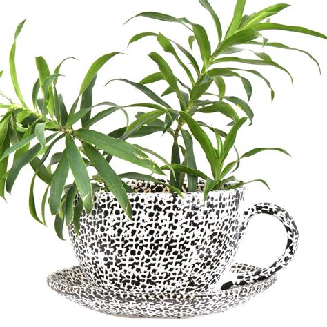 Ceramic Cup Saucer Planter Pot