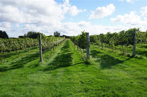 Vines & Rushes Winery