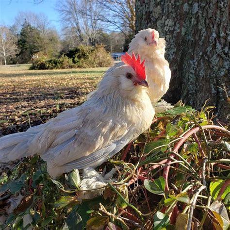 Farmville Poultry &Small Animal Swap , The Farmer's Daughters, Rice, 4 ...