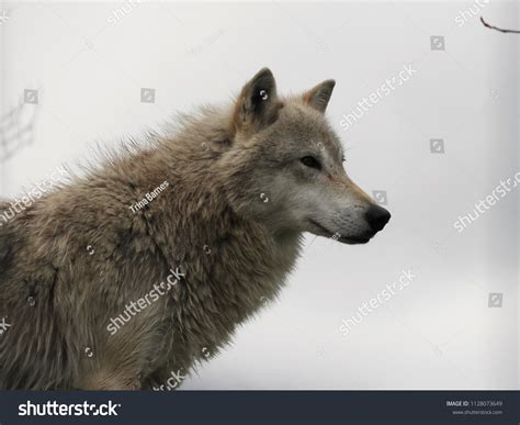 Wolf Face Side Profile
