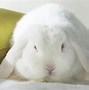 Image result for White Rabbit Wallpaper Back Background