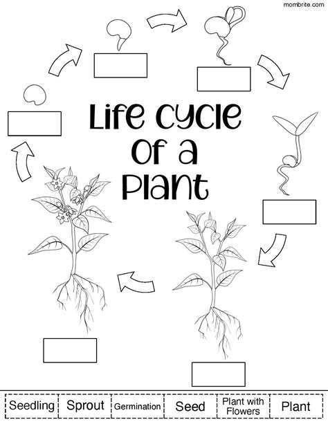 Plant Life Cycle for Kids [Free Worksheets] | Mombrite - Worksheets Library