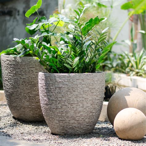 Planters for Earth Star ( Cryptanthus spp)