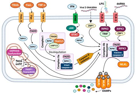 Genome, Metabolism, or Immunity: Which Is the Primary Decider of ...