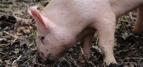 Image result for Examples of Humdinger