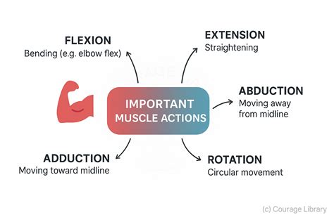 Skeletal and Muscular Systems | Courage Library