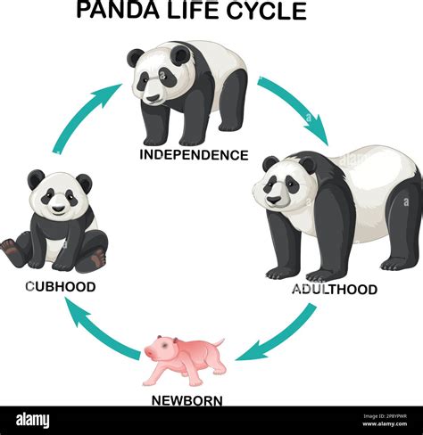 Panda life cycle infographic illustration Stock Vector Image & Art - Alamy