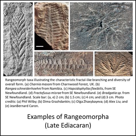Evolution of Animals 的图像结果