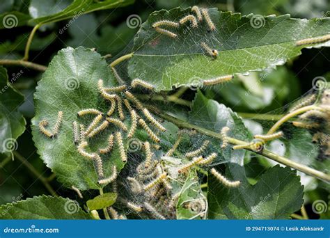 Codling Moth Caterpillars in Silky Web on an Apple Tree Branch. Tent ...