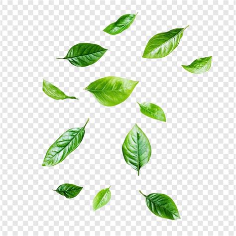 Blaadjes png Afbeeldingen - Gratis downloaden op Freepik