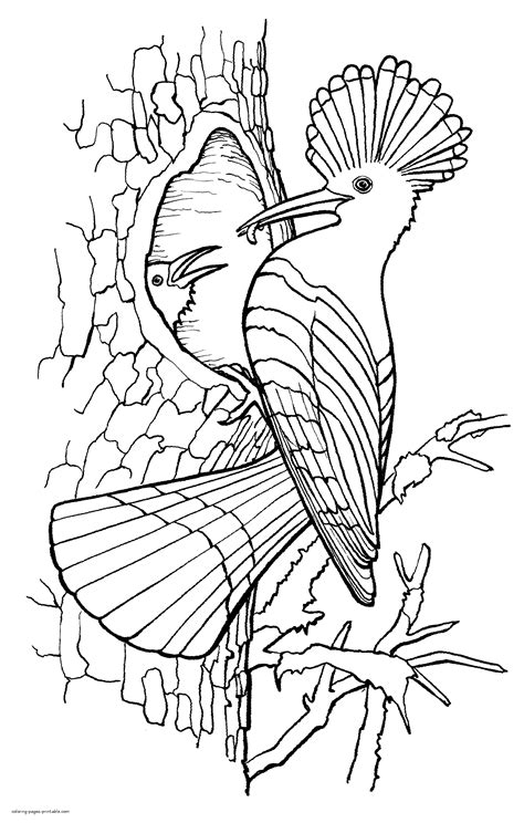 Adult Coloring Birds Coloring Pages