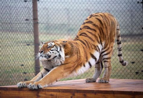 Tigers in Care of FOUR PAWS - FOUR PAWS International - Animal Welfare ...