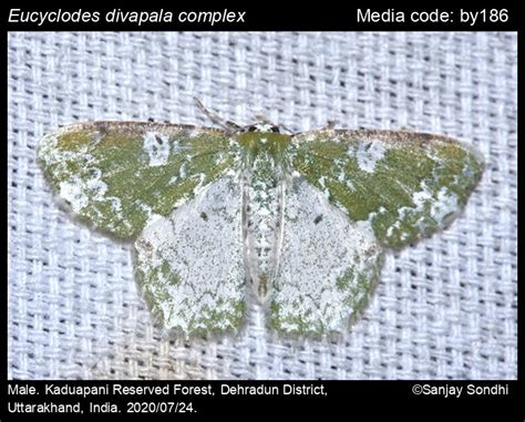 Eucyclodes divapala complex (Walker, 1861) - | Moths