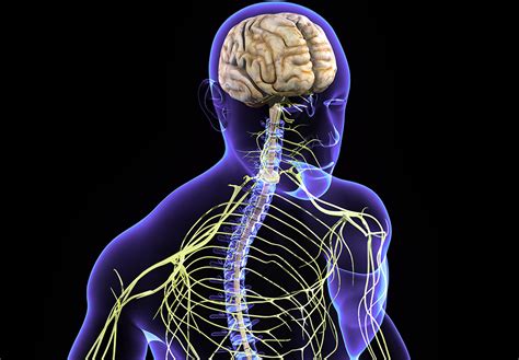 Image result for Nerve Root Block Lower Back