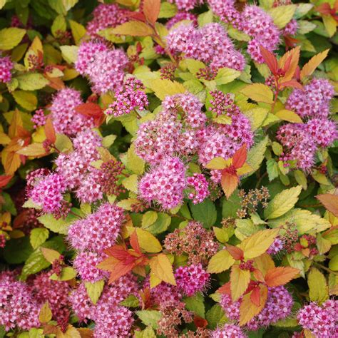 Spiraea japonica Magic Carpet - Multiplants