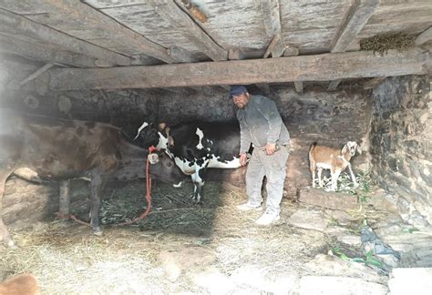 About Us. – Pahadi Sher Shilajit