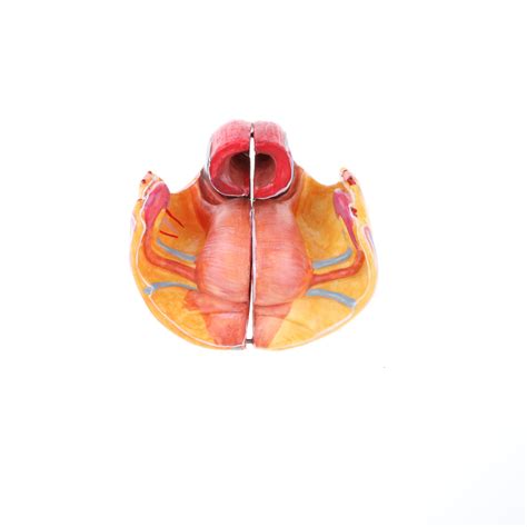 ⚡️Buy Maxbell 1:1 Life Size Female Pelvis Model with Vessels Ligaments ...