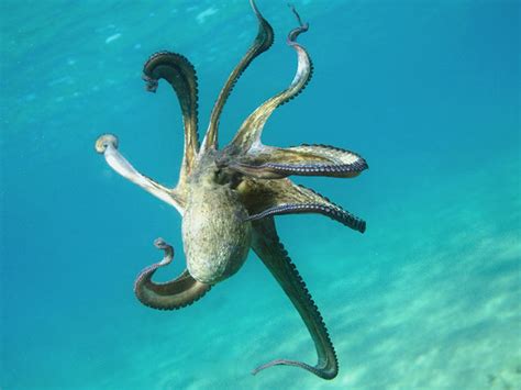 八只脚的怪物，海底的章鱼手机壁纸图片大全_591彩信网