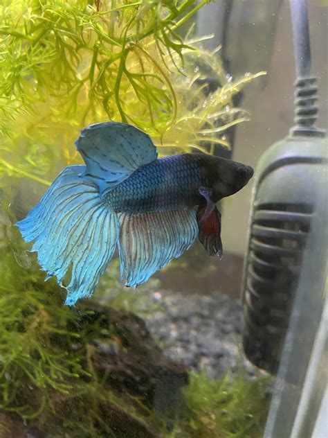 Is my Betta’s fin rot bad enough it needs medication? : r/bettafish