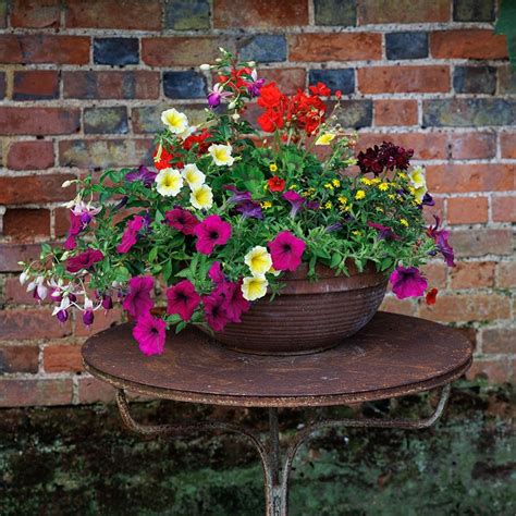 Buy Bollywood - Easyplanter 'for hanging baskets & patio pots ...