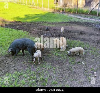 free-range alpine pigs, breeding farm, Tyrol, Austria Stock Photo - Alamy