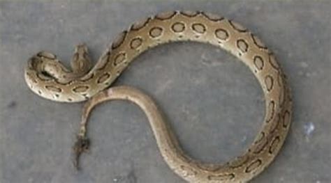 Exclusive: Breaking the myth about Snake Bites, Binding increases the ...