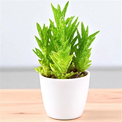 Air Purifying Plants | Indoor House Plants for Clean Air – Plant Orbit