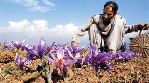 Shrinking farmland in kashmir raises food security concerns 34000 ...