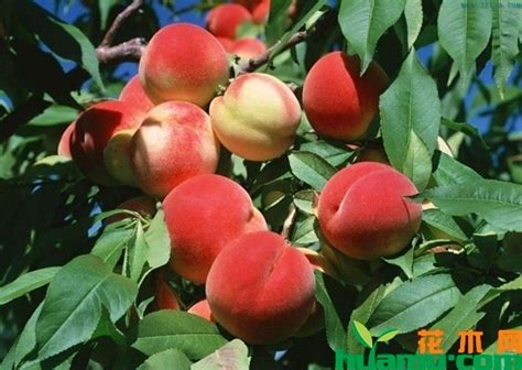 桃树怎么种植？桃树种植时间和方法分享-种植技术-中国花木网