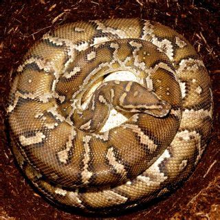 Angolan Python 的图像结果
