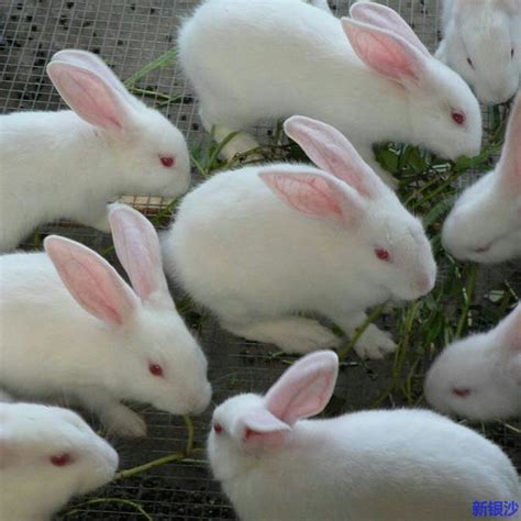 兔子的消化系统简介_兔子_小宠_宠物百科_秀宠网
