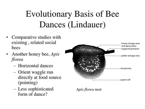 Image result for Bee Dance Language