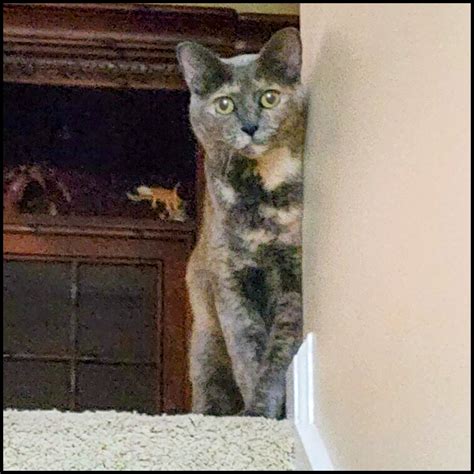 Animal Shelters in Las Vegas, NV - Find Paw Pal