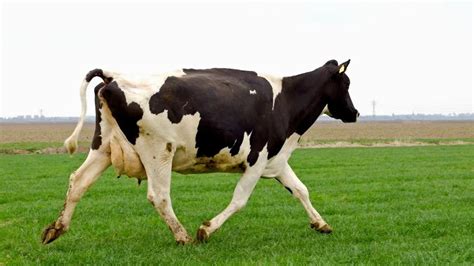 Do Male Cows Have Udders? Interesting Facts