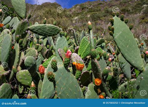 Pico Verde - Scenic Hiking Trail To Masca Village in the Teno Mountain ...