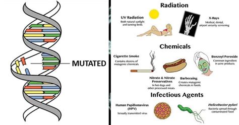 Image result for Sources of Mutation
