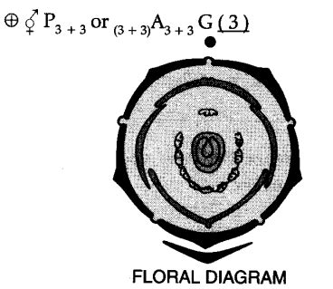 (a) Name the families to which these plants belong: - CBSE Class 11 ...