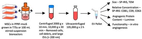 Extracellular Vesicles Generated by Mesenchymal Stem Cells in Stirred ...