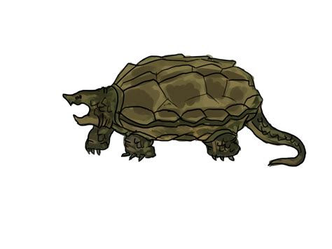 Image result for Simple Turtle Drawing