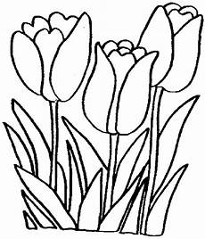 Tulip Coloring Pages by Tulip Coloring Pages Free Printable Coloring Pages For Tulip Coloring Pages