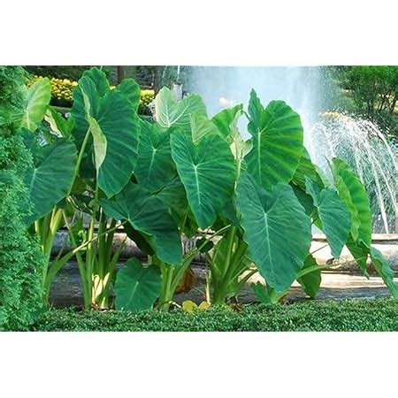 Seedstores Elephant Ear Colocasia Esculenta Taro Plant Bulbs/Rhizomes ...