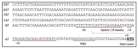 Construction of a High-Expression System in Bacillus through ...