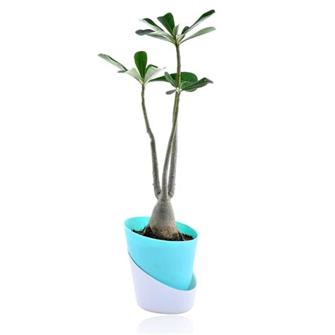 Adenium Desert Plant With Self Watering Pot – Nainileaf