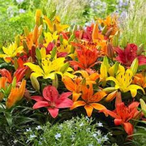 Asiatic Lilies (Mix Color) - Bulbs (lillium)