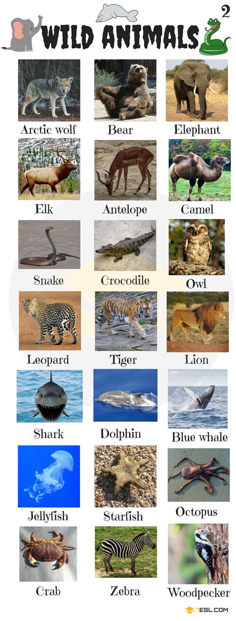 Animals Vocabulary in English | Learn Animal Names - 7 E S L