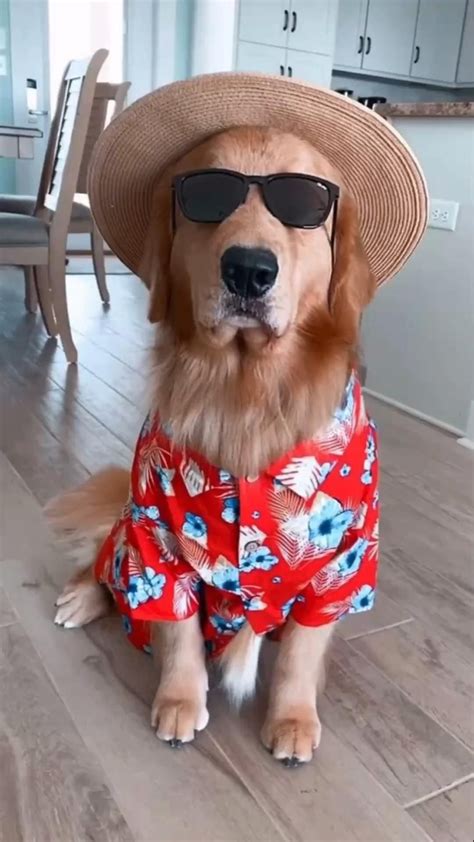 25 adorable photos of dogs in halloween costumes – Artofit