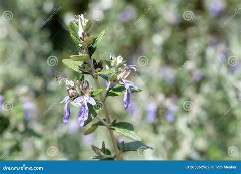 Image result for Database JavaScript