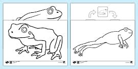 What is a Frog? | Frog Facts for Kids | Twinkl - Twinkl