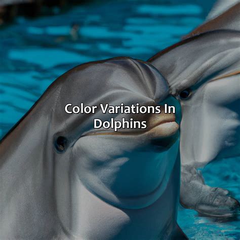 What Colors Do Dolphins See